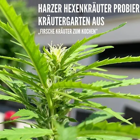 Apartment Harzer Healing Center 2024 Romantische Landhauswohnung Mit Fussbodenheizung,xxl Kochinsel,xxl Regenduschen,modern,hochwertig,persoenlich,vollausgestattet Elbingerode (Saxony-Anhalt)
