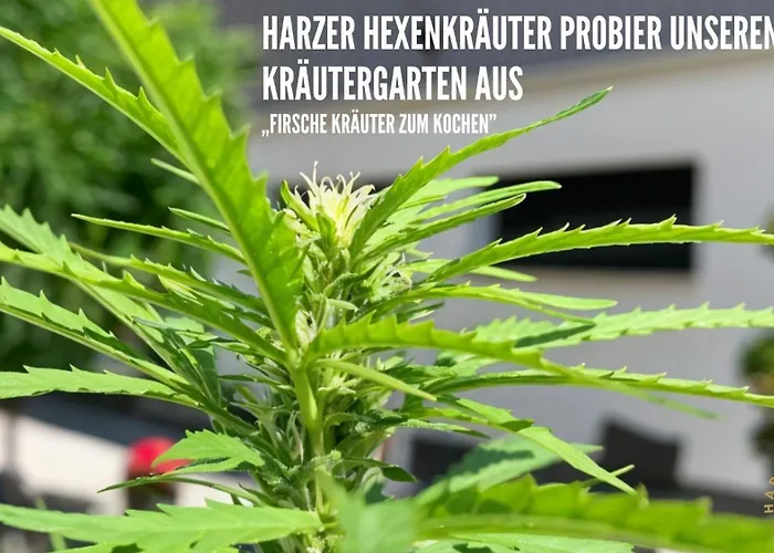 Lägenhet Harzer Healing Center 2024 Romantische Landhauswohnung Mit Fussbodenheizung,xxl Kochinsel,xxl Regenduschen,modern,hochwertig,persoenlich,vollausgestattet Elbingerode (Saxony-Anhalt)